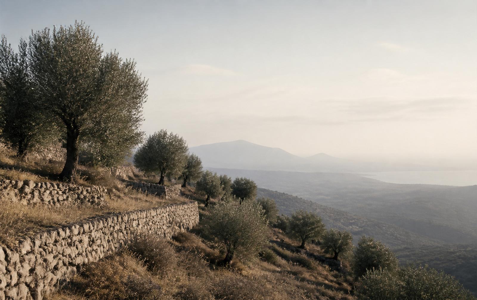 Olive grove on a terraced hillside above the Mediterranean